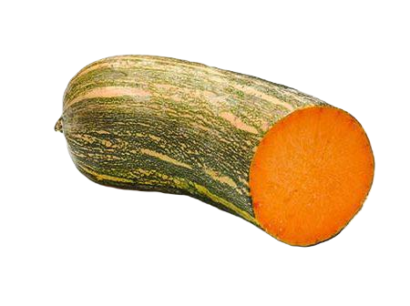 Abóbora Pescoço / Seca